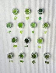 Kermit Large Bead Collection and Book