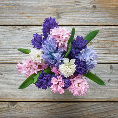 Bouquet of Flowers Hyacinth